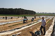 viele Spargelfelder werden schon geerntet (©Foto. Martin Schmitz)